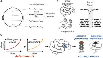 Does the Mind Wander When the Brain Takes a Break? Local Sleep in Wakefulness, Attentional Lapses and Mind-Wandering